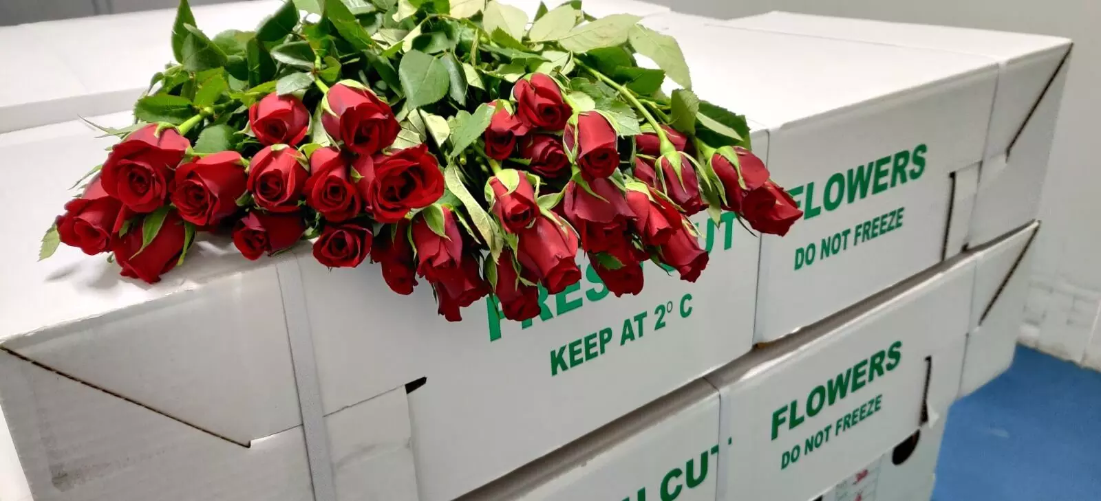 BLR Airport ships 2,700 tonnes roses worldwide this Valentine’s season